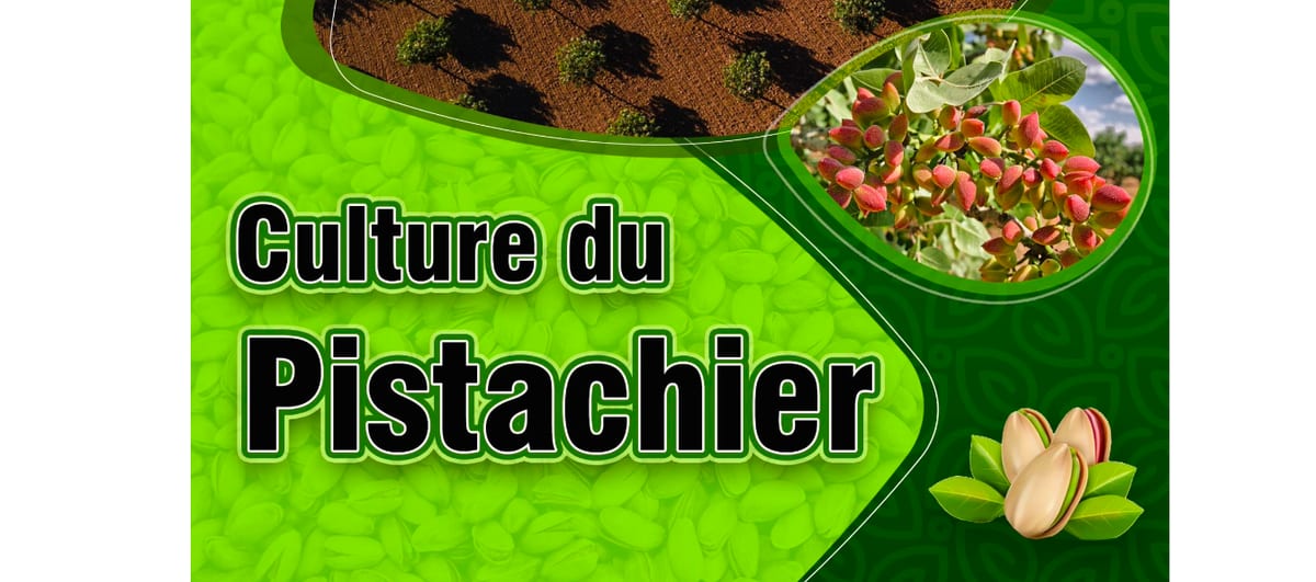 Guide de Culture et d'Investissement du Pistachier au Maroc 