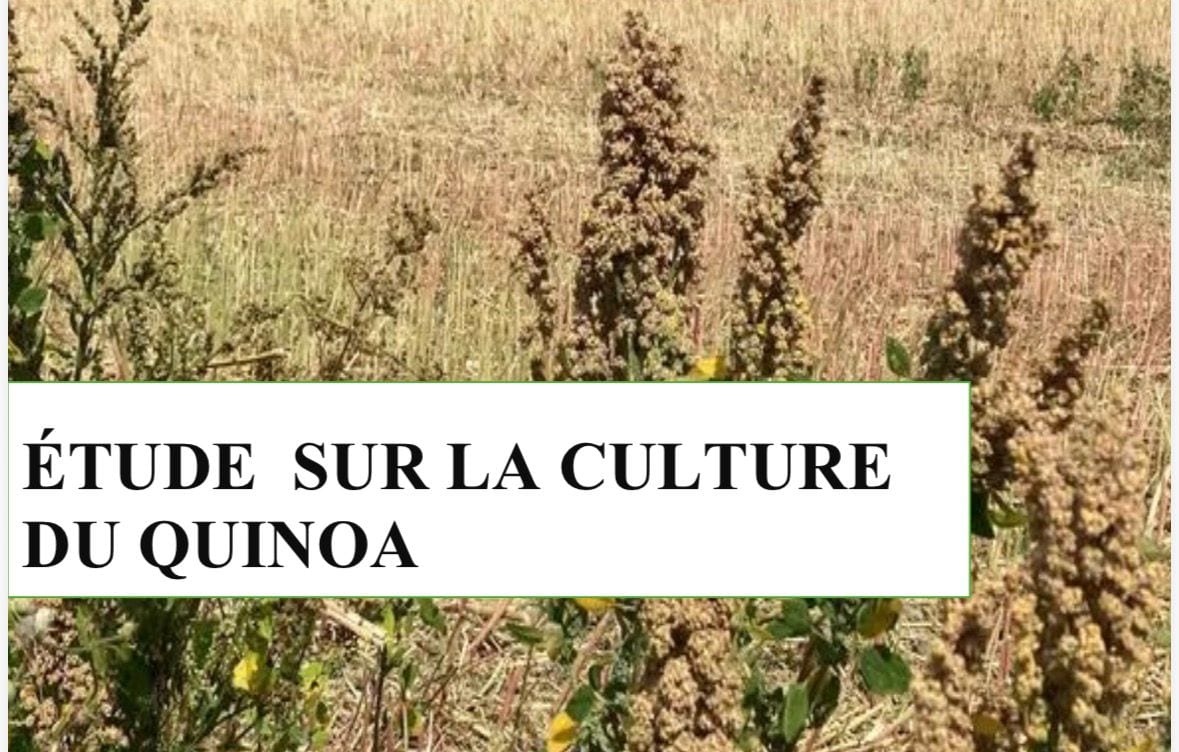 Guide de Culture et d'Investissement du Quinoa au Maroc
