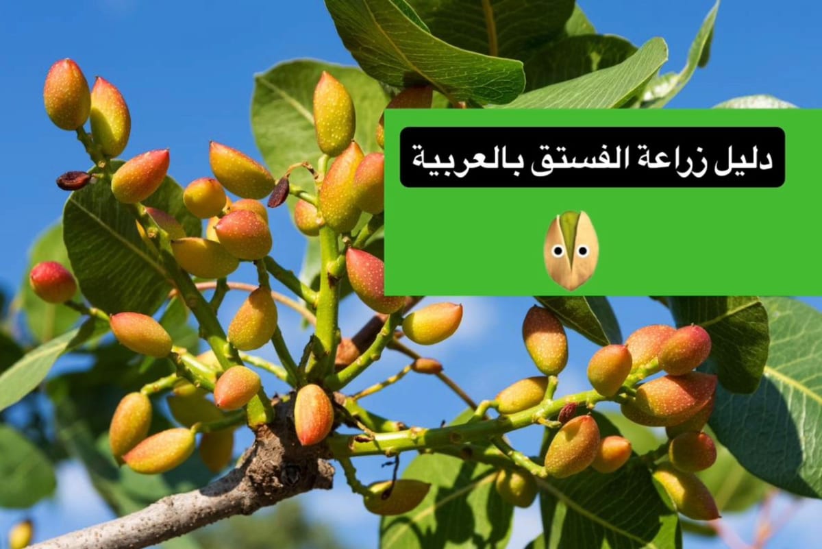 دليل زراعة واستثمار الفستق بالمغرب