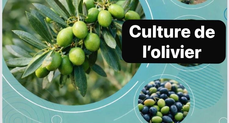 Guide de Culture et d'Investissement de l'Olivier en Super-Intensif au Maroc