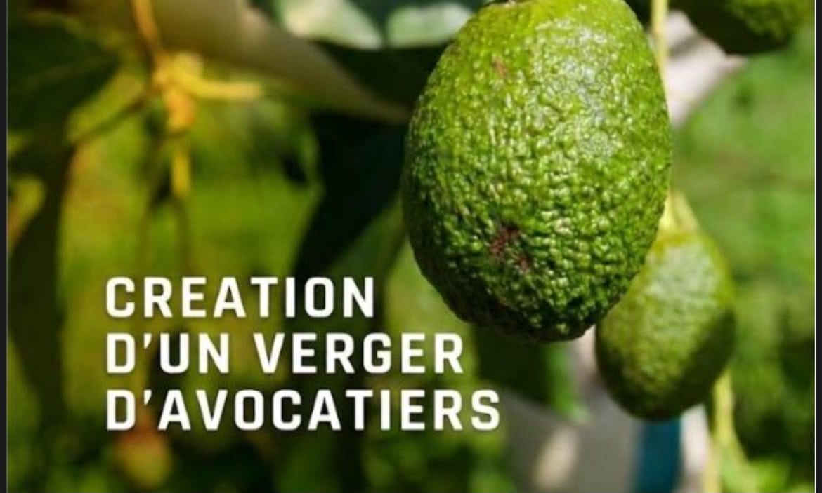 Étude de faisabilité technico-économique pour la création d'un verger d'avocatiers de 5 hectares
